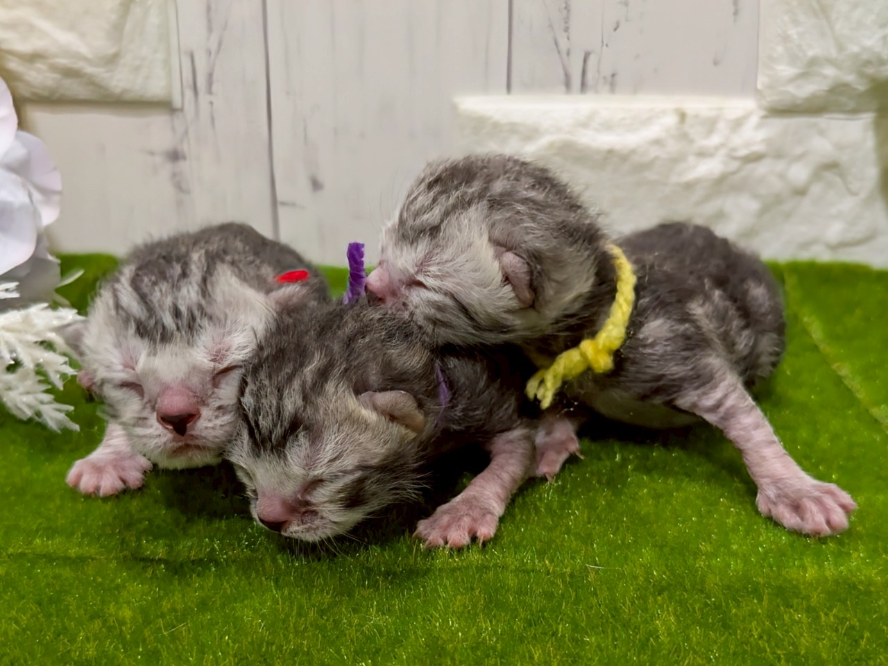 赤ちゃん写真1-3