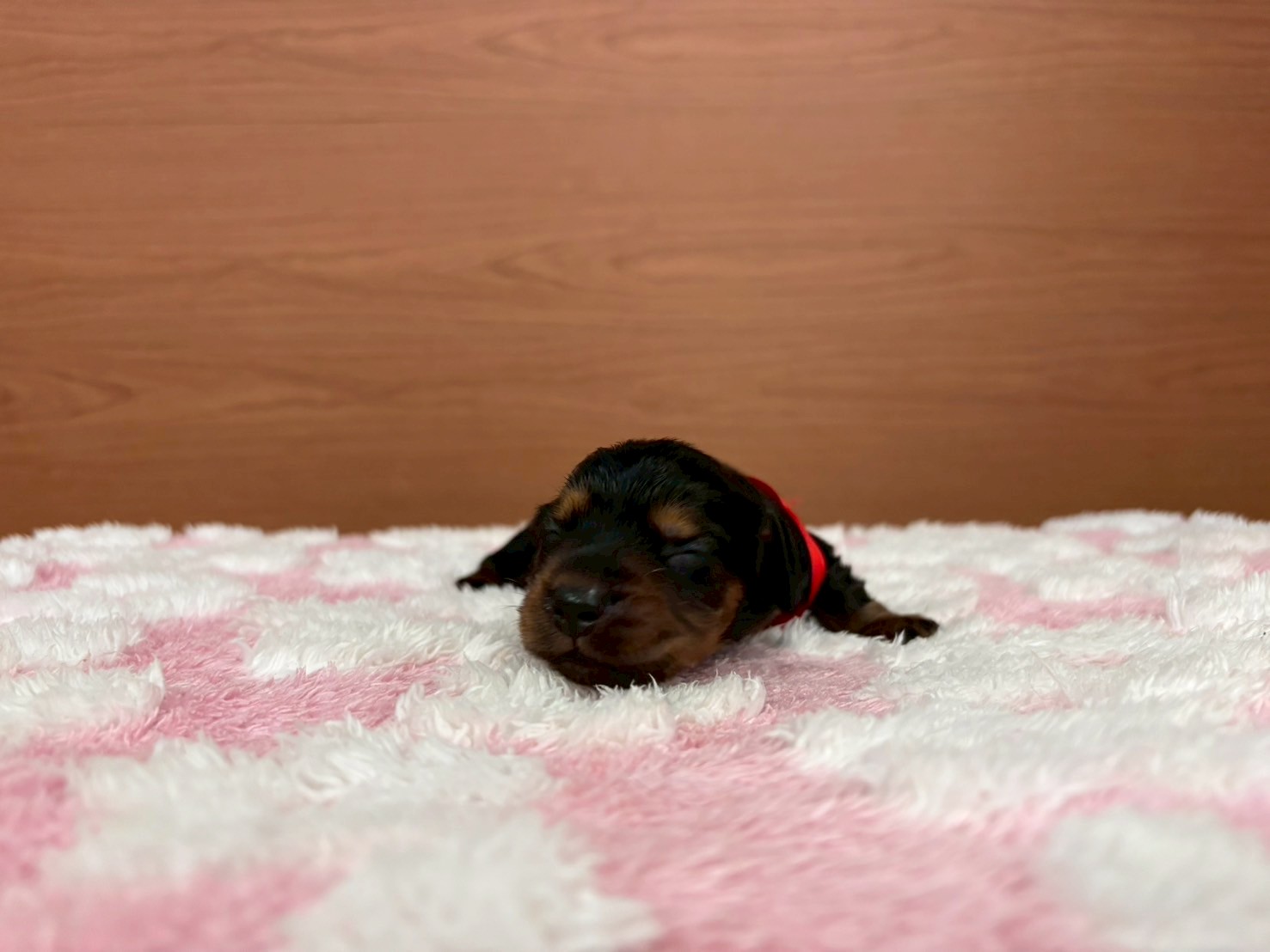 赤ちゃん写真1-1