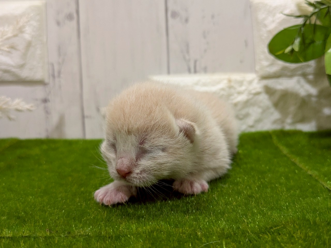 赤ちゃん写真1-1