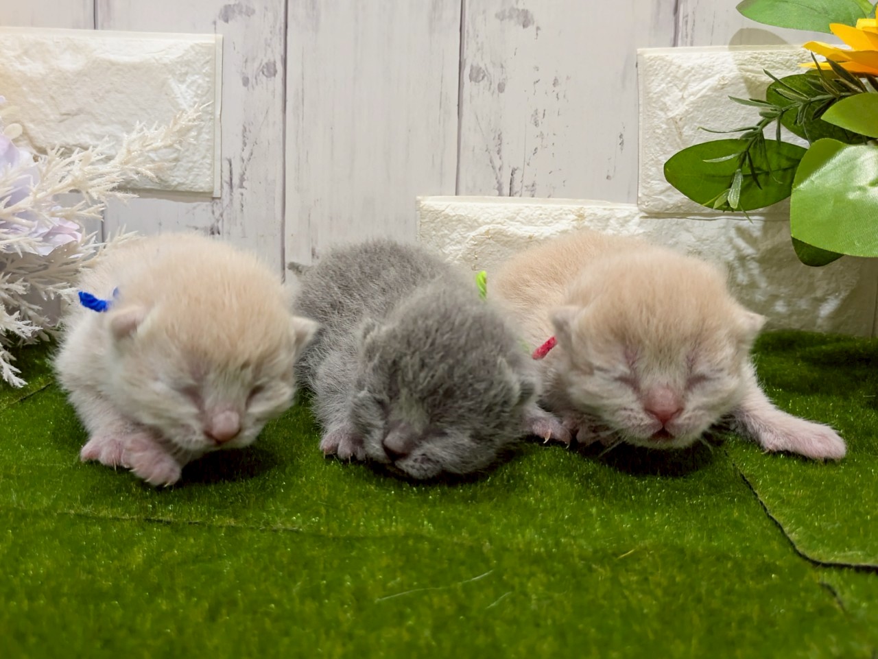 赤ちゃん写真1-3