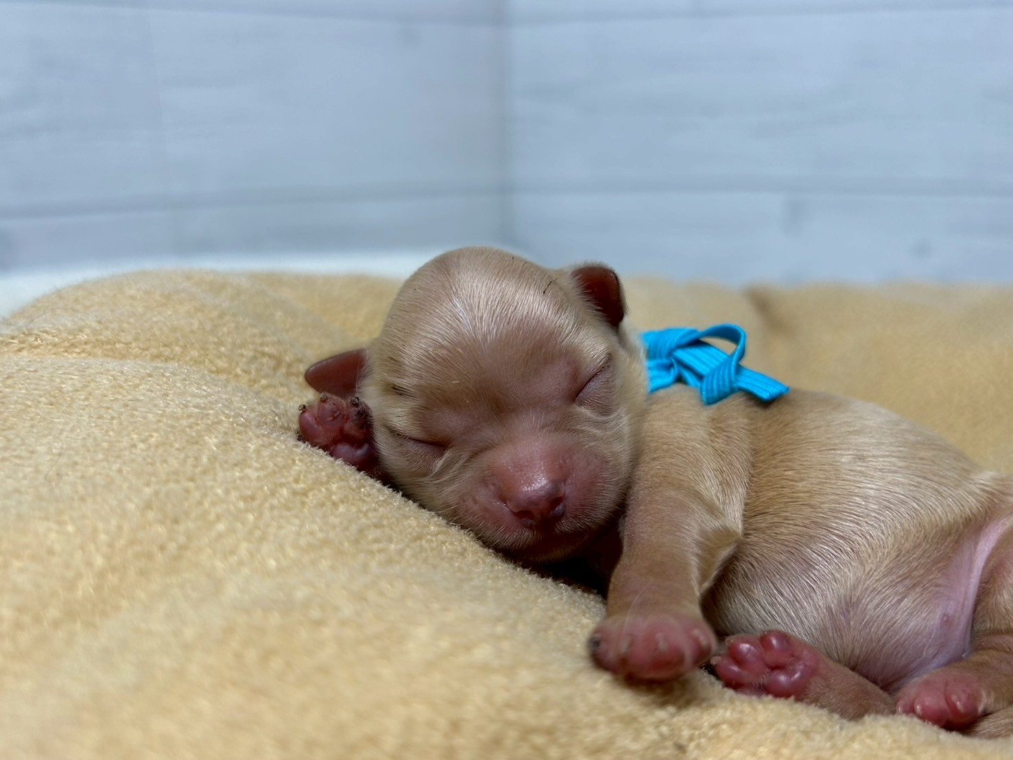 赤ちゃん写真1-1