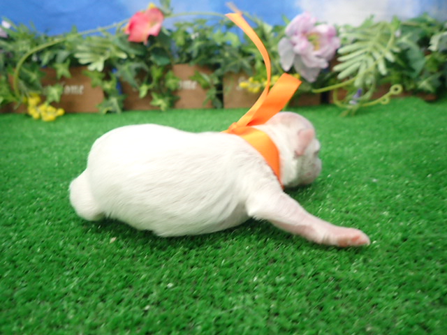 赤ちゃん写真1-2