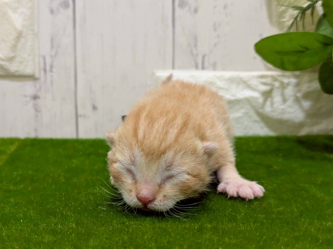 赤ちゃん写真1-1