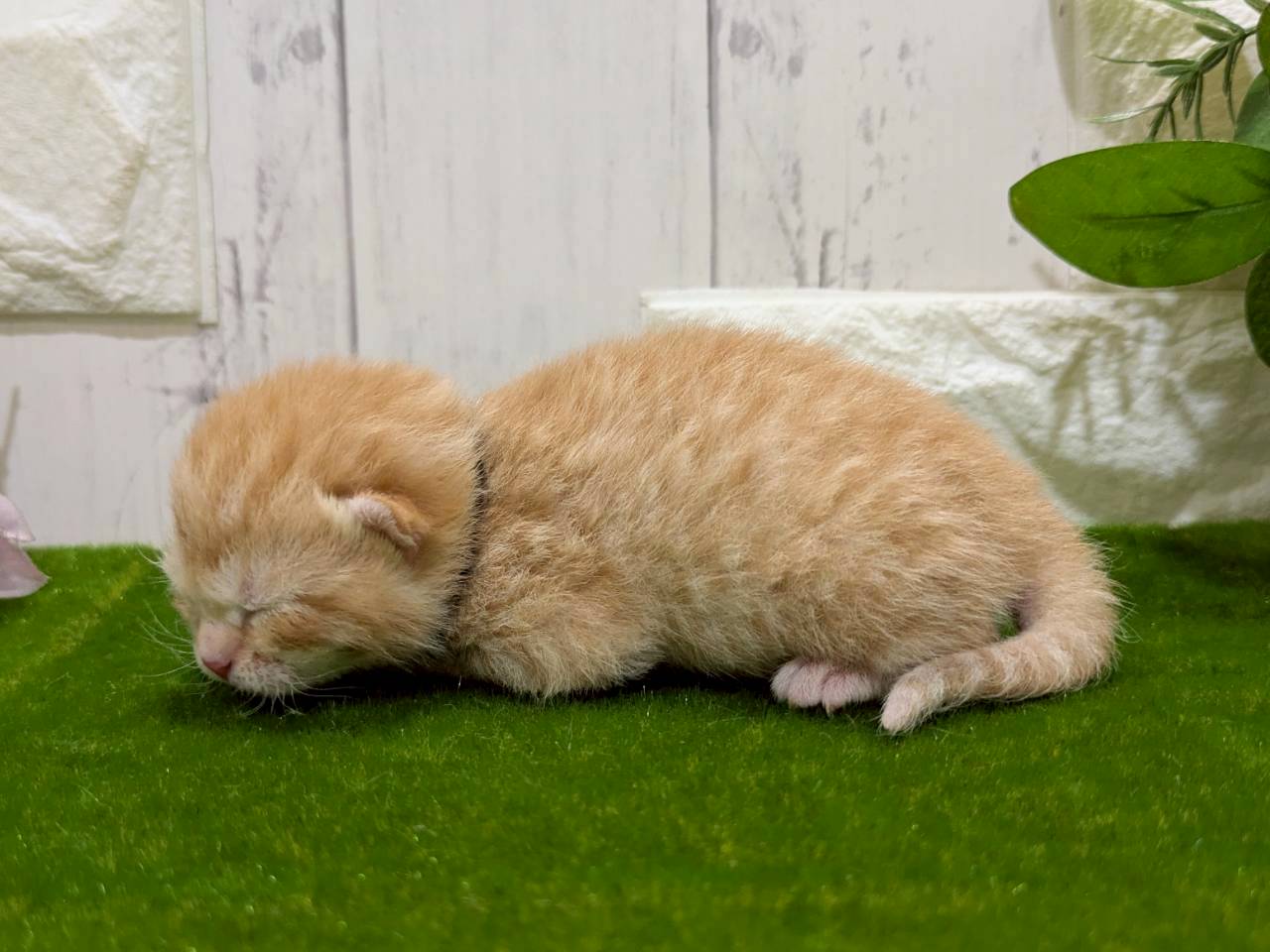 赤ちゃん写真1-2