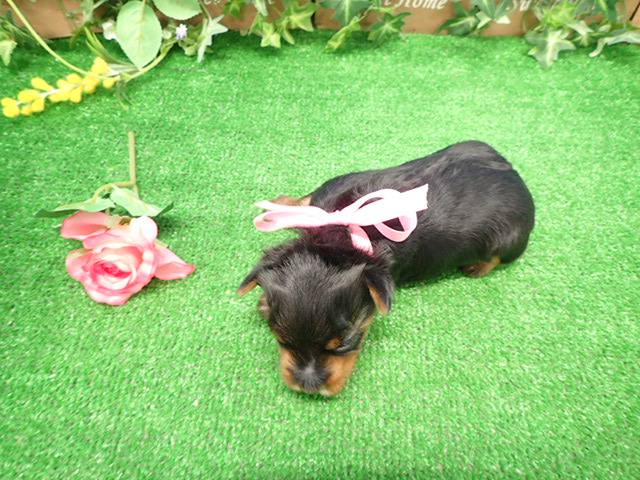赤ちゃん写真2-3