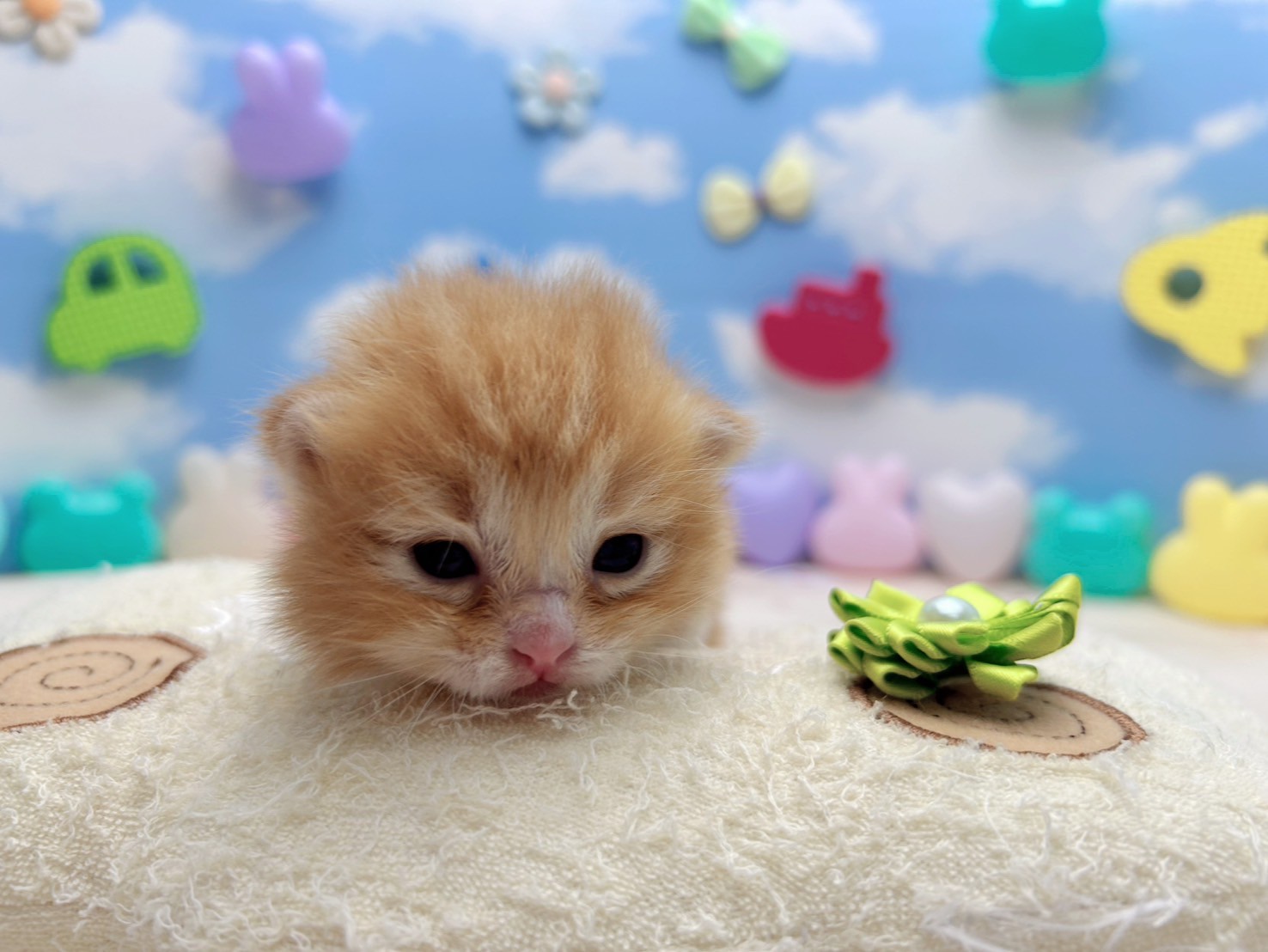 赤ちゃん写真1-1