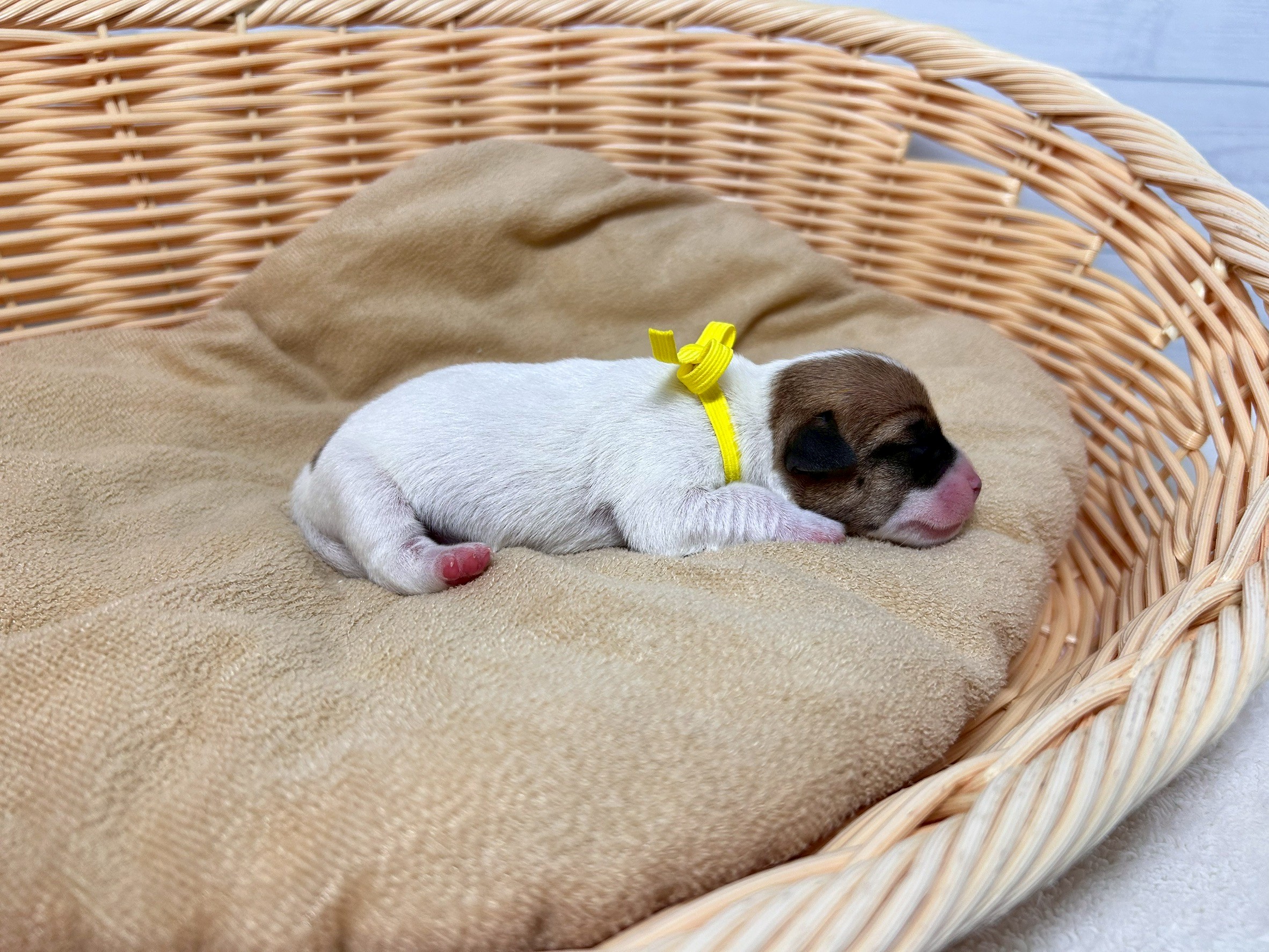 赤ちゃん写真1-2