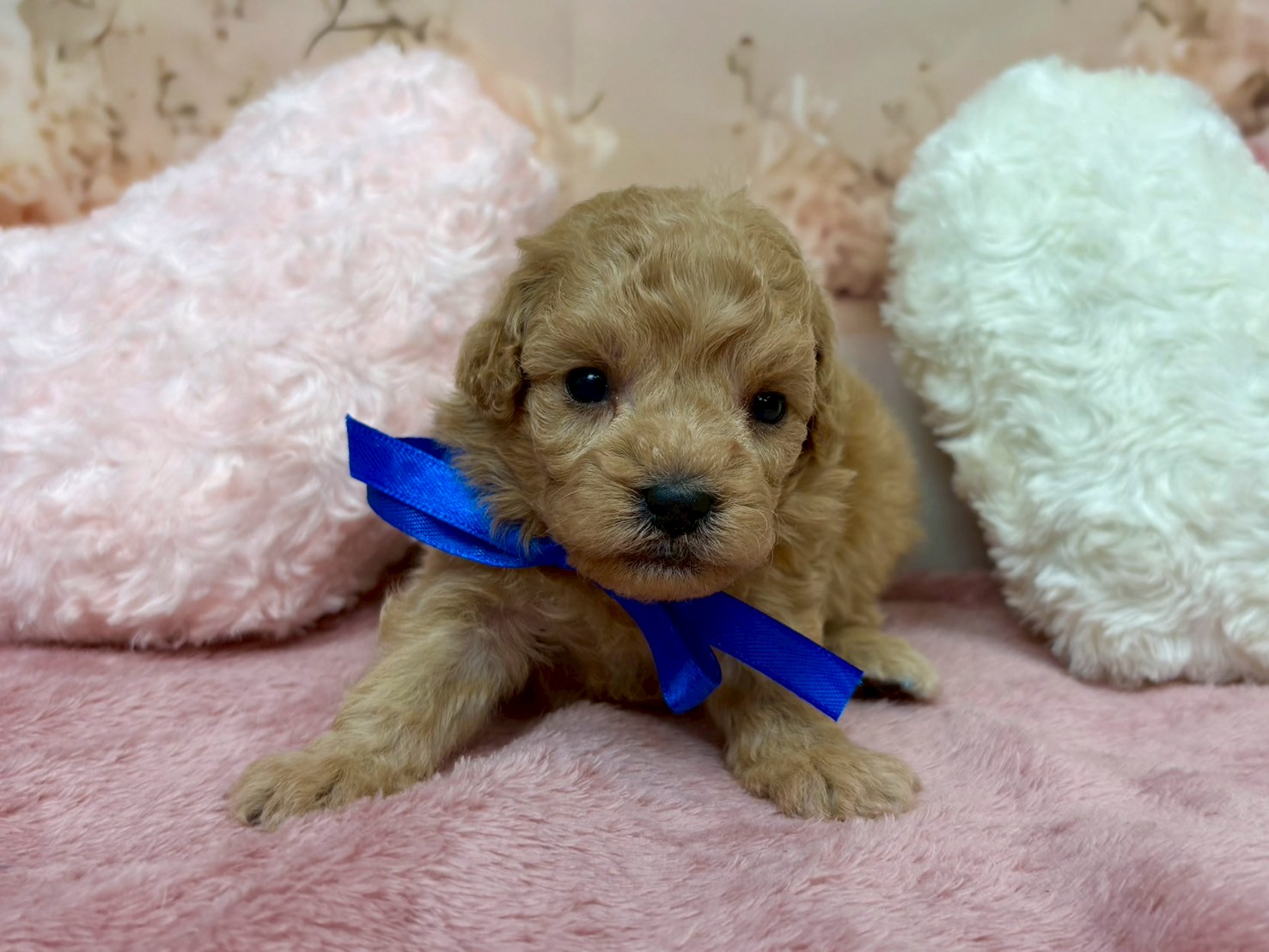 赤ちゃん写真2-1