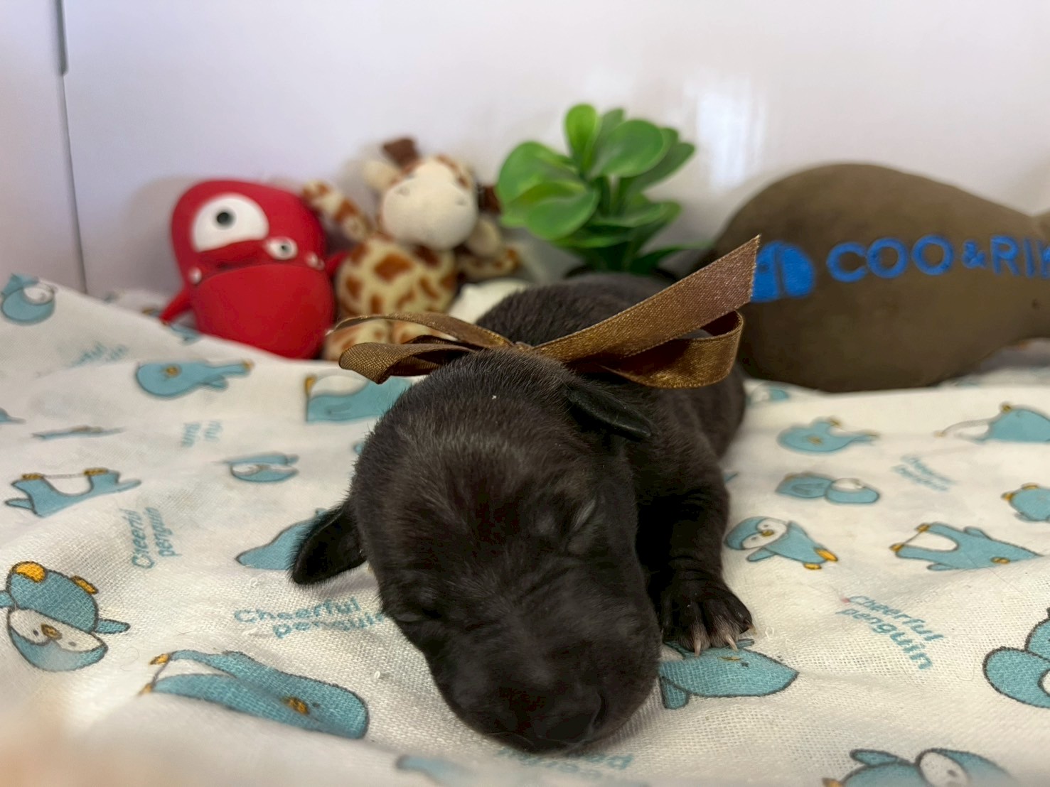 赤ちゃん写真1-1