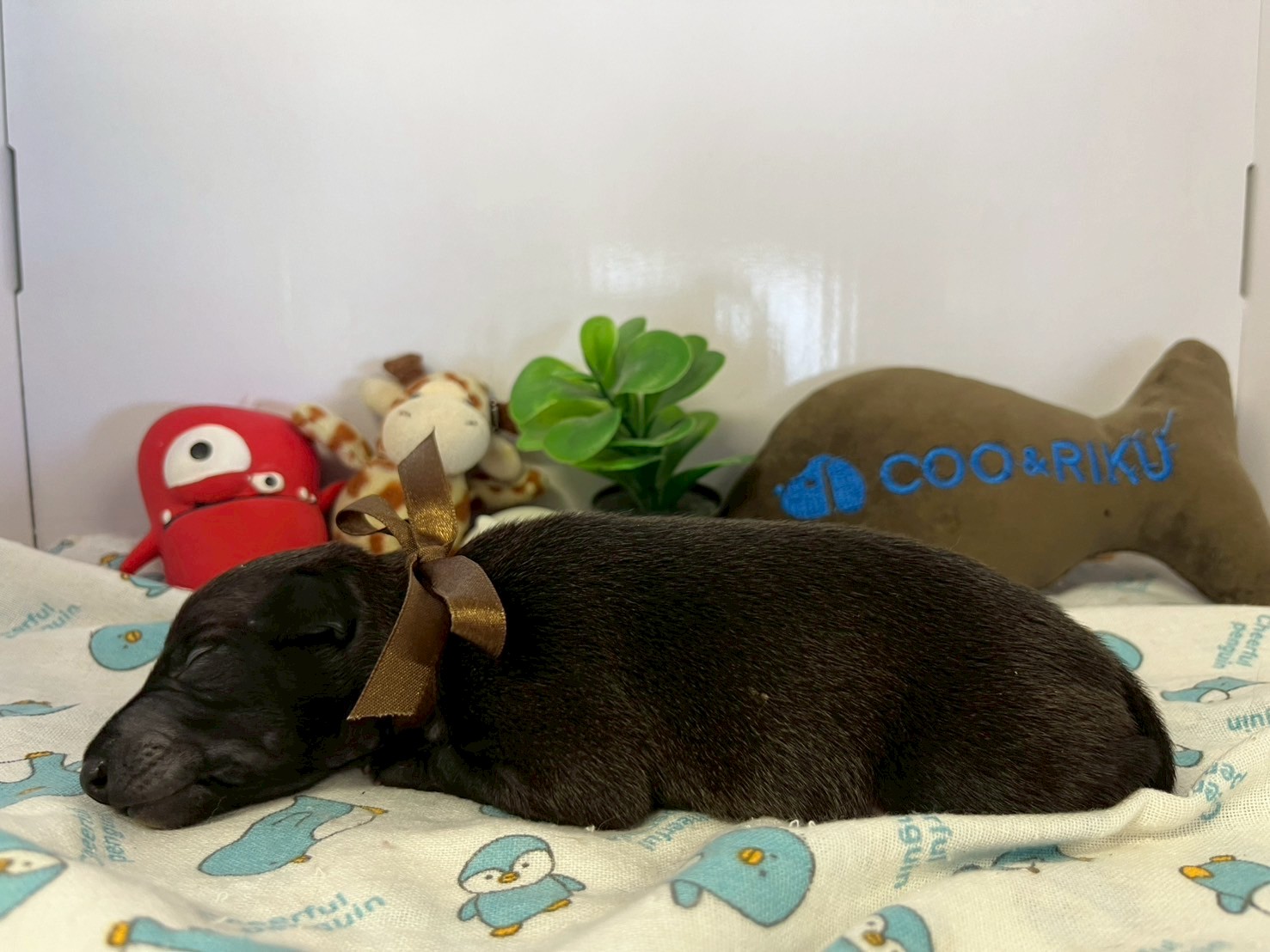 赤ちゃん写真1-2