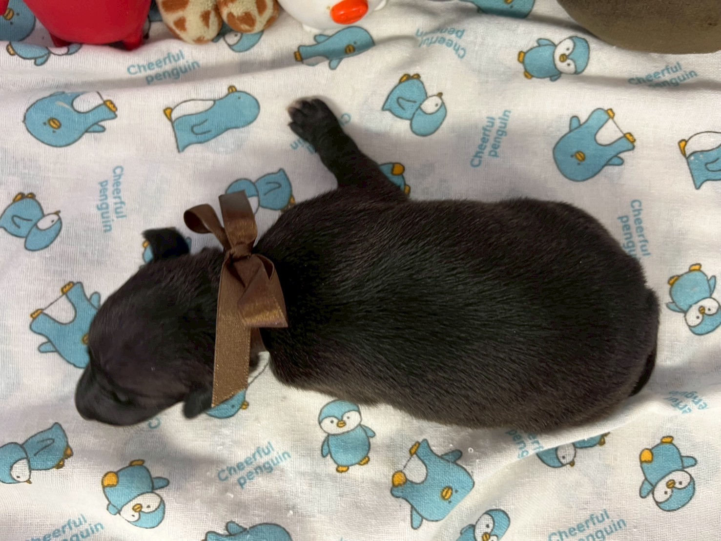 赤ちゃん写真1-3