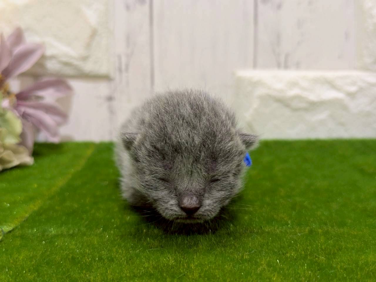 赤ちゃん写真1-1