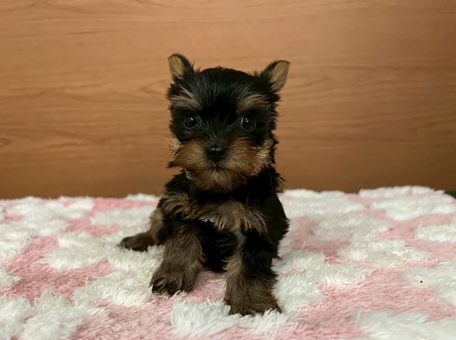 ヨークシャーテリア