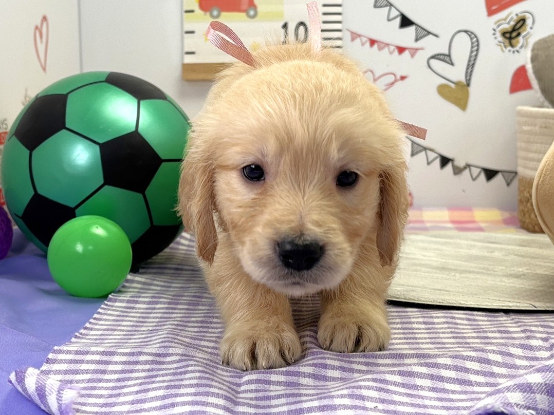 ゴールデン・レトリバー