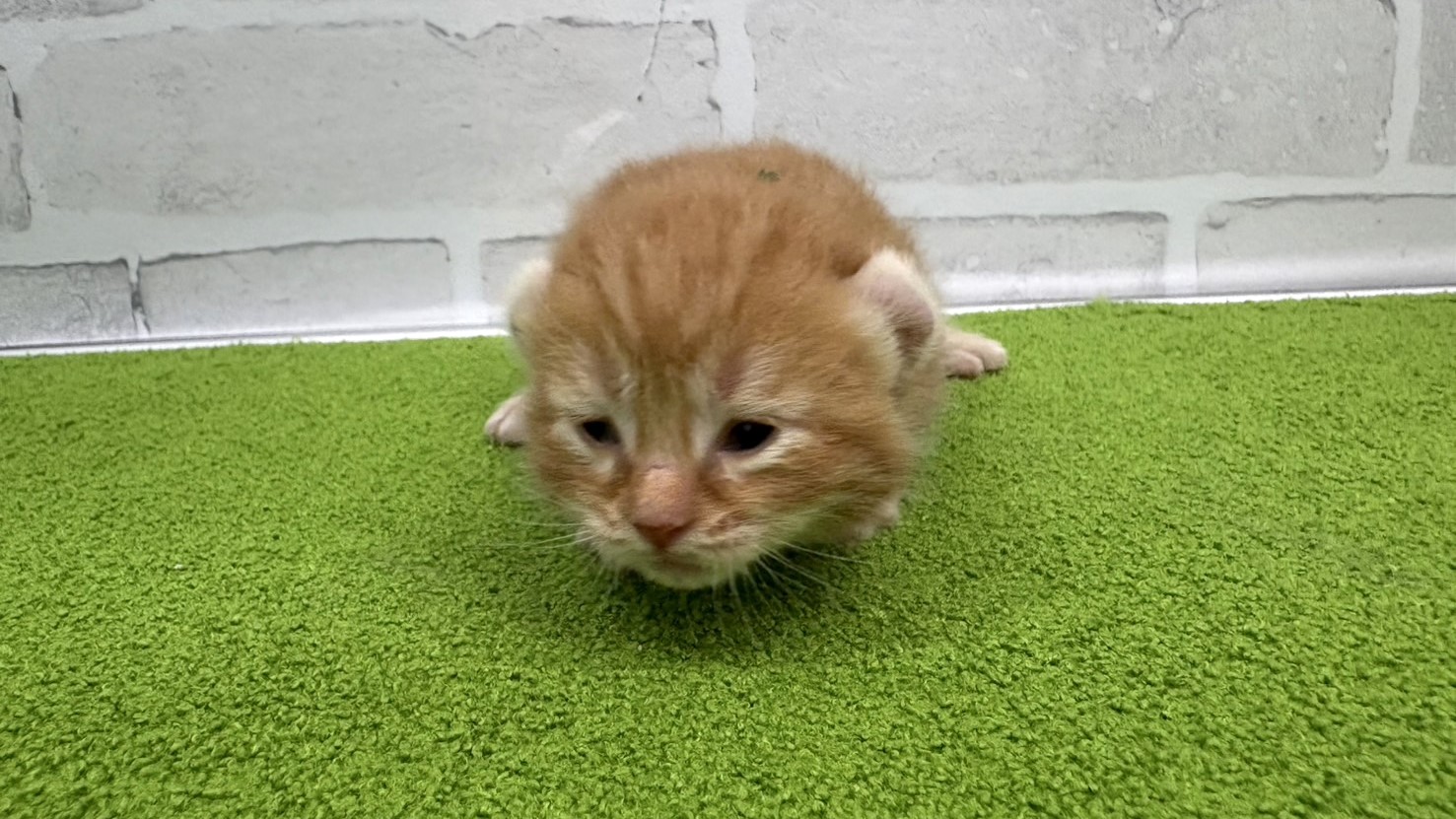 赤ちゃん写真1-1