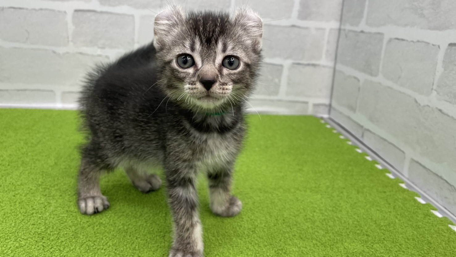 アメリカンカール