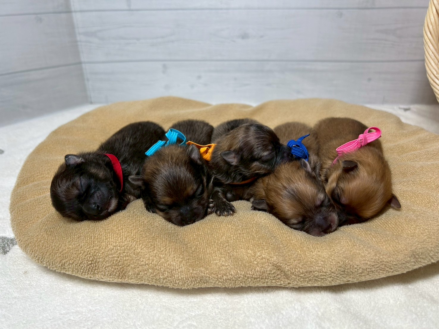 赤ちゃん写真1-3