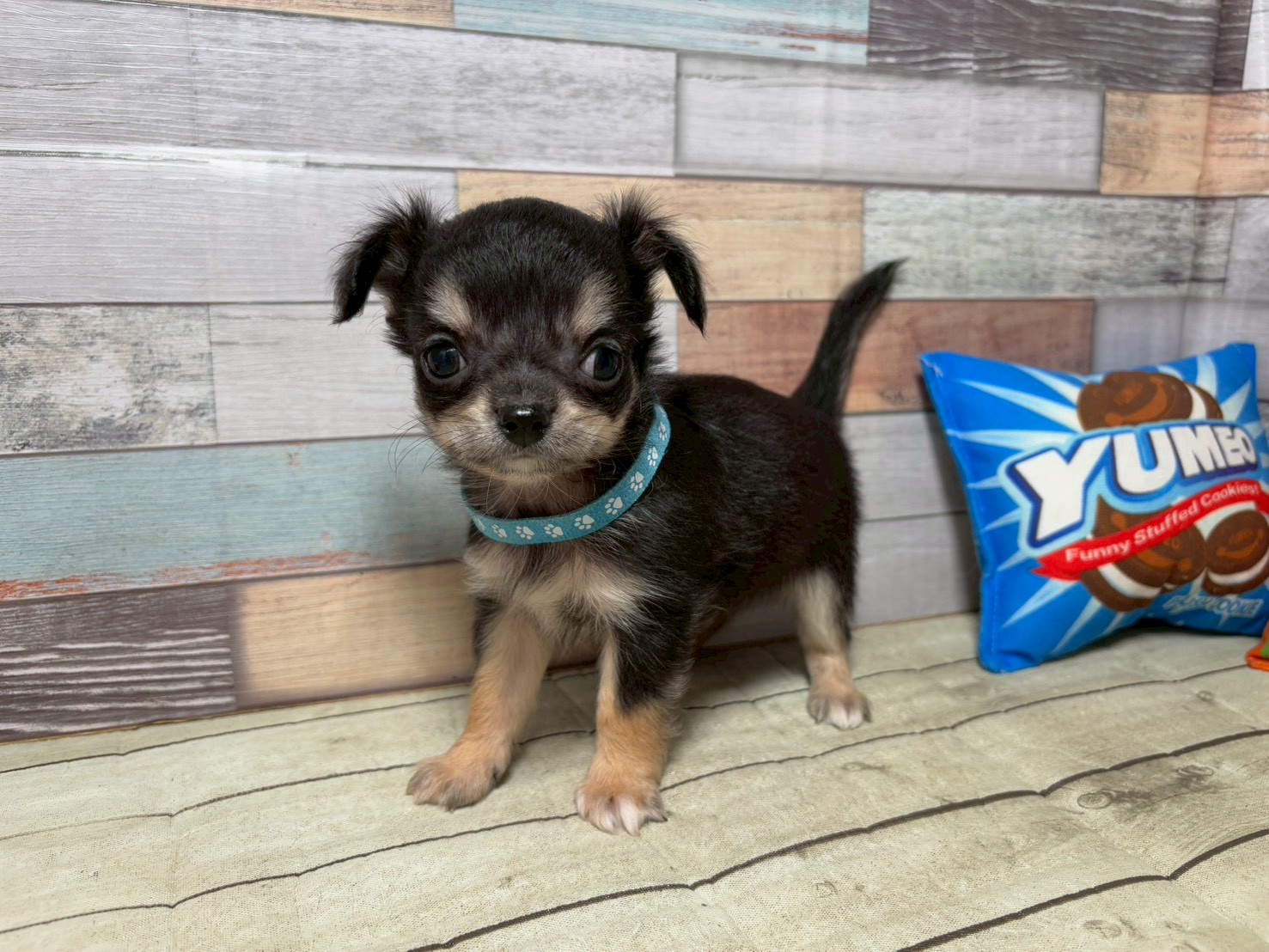 チワワ（ロングコート）