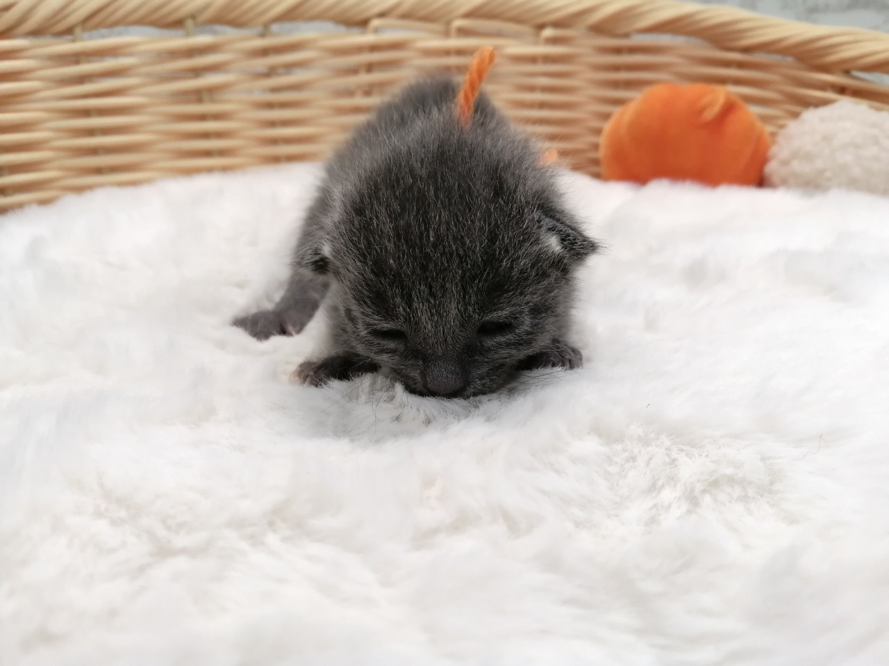 ロシアンブルー