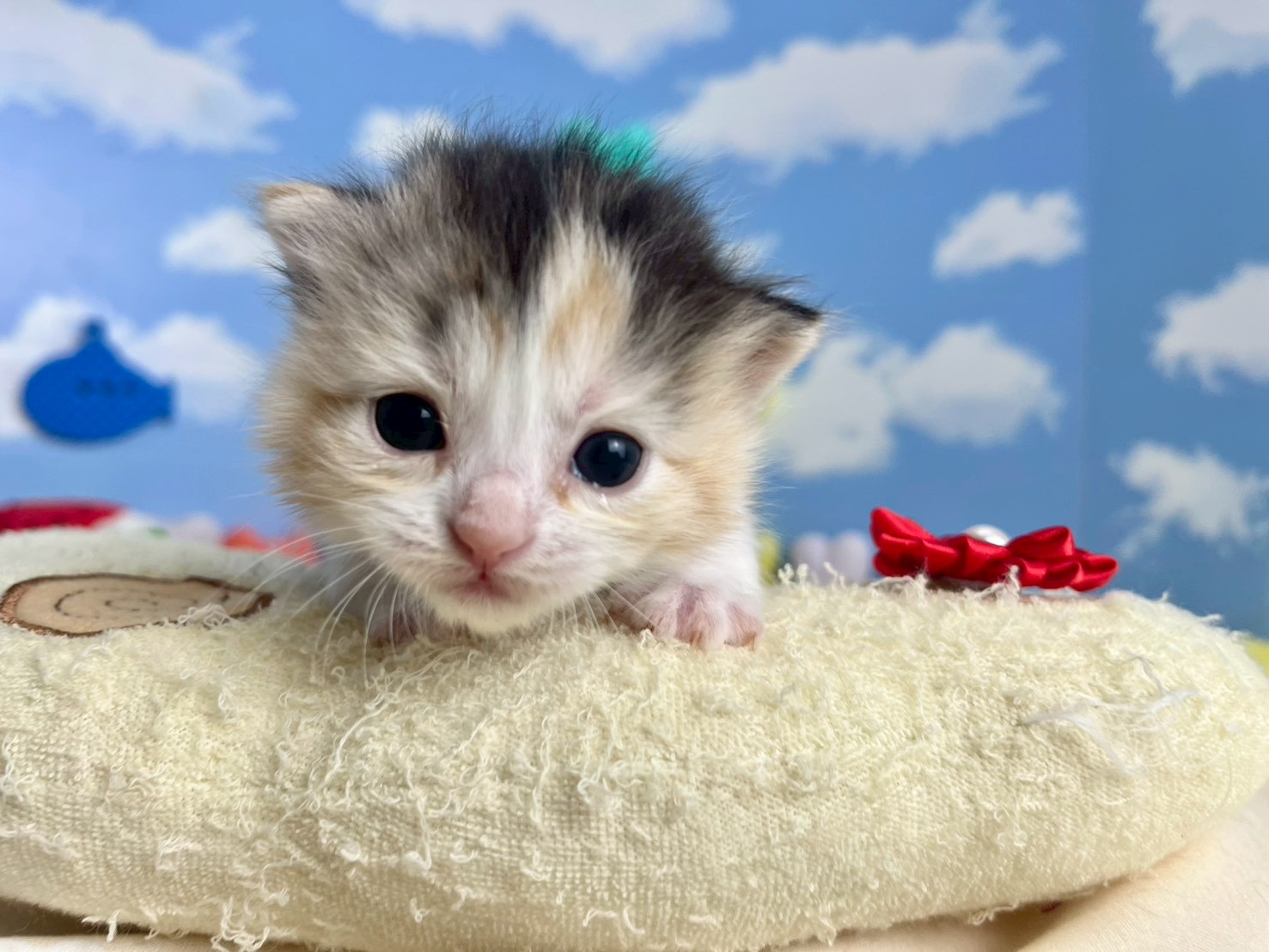 赤ちゃん写真1-1