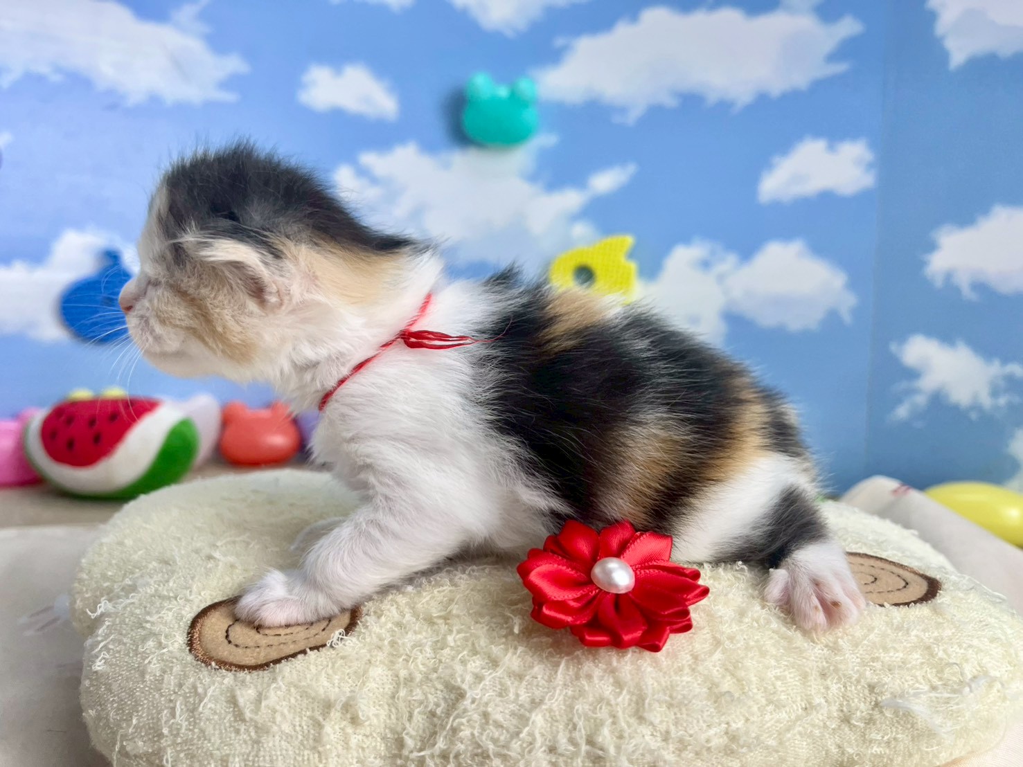 赤ちゃん写真1-2