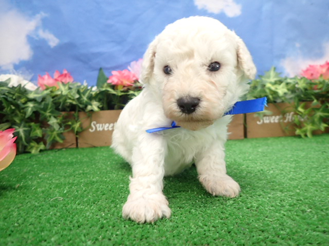 トイ・プードル