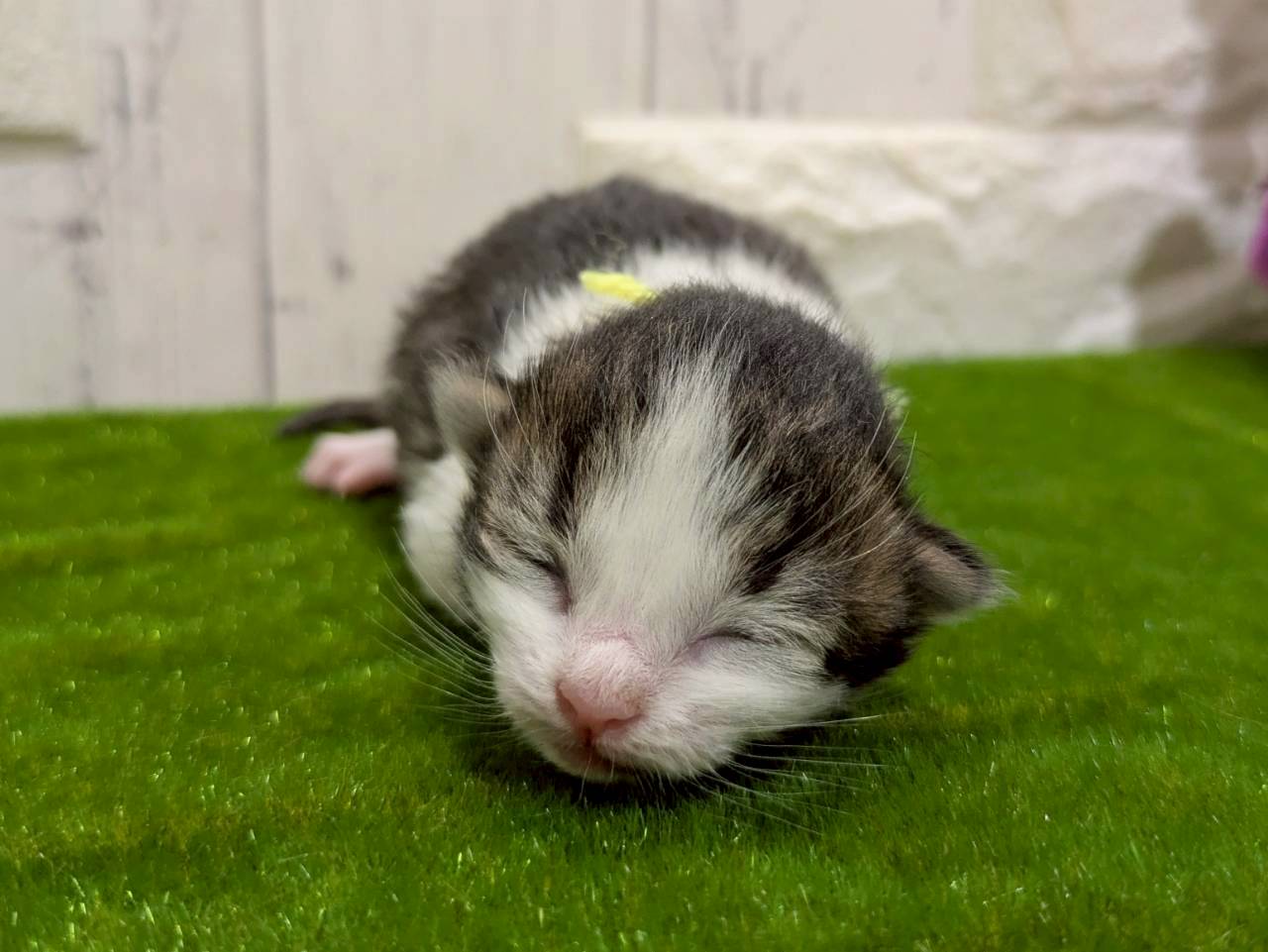 赤ちゃん写真1-1