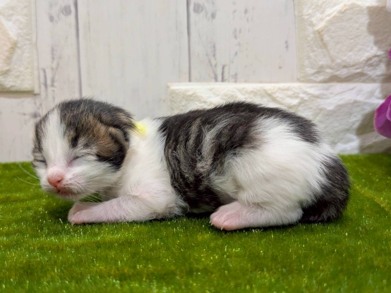 赤ちゃん写真1-2