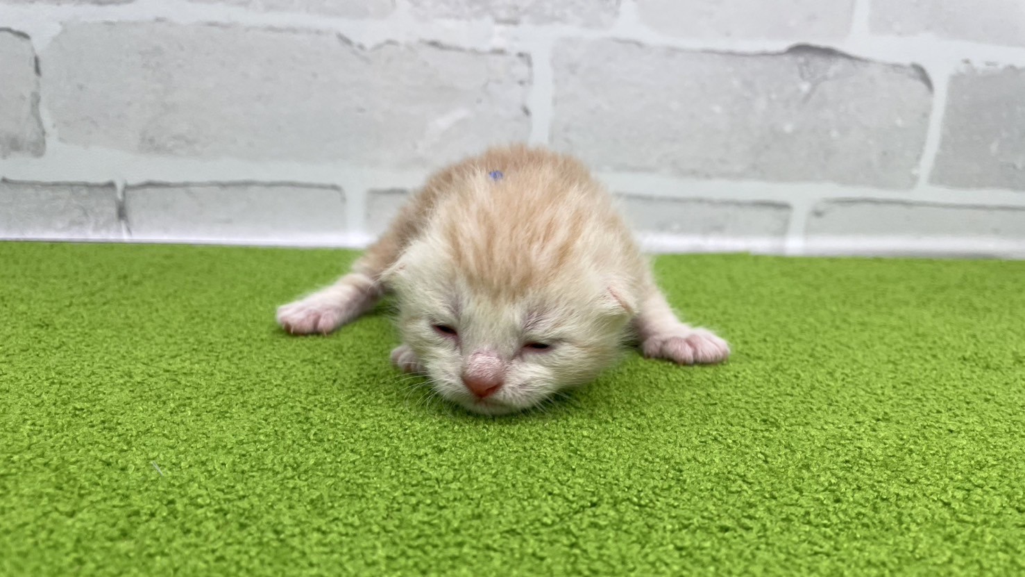 赤ちゃん写真1-1