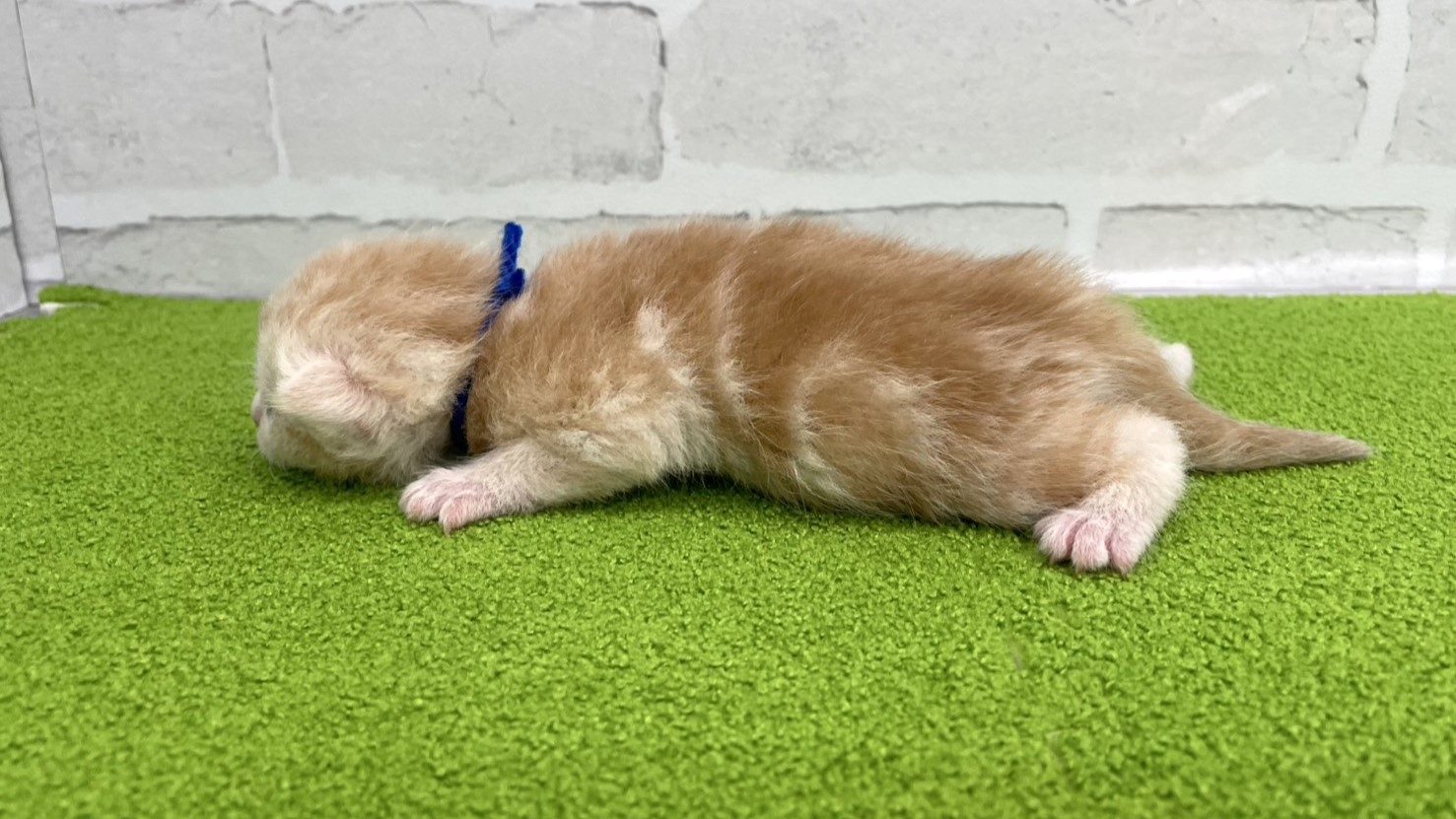 赤ちゃん写真1-2