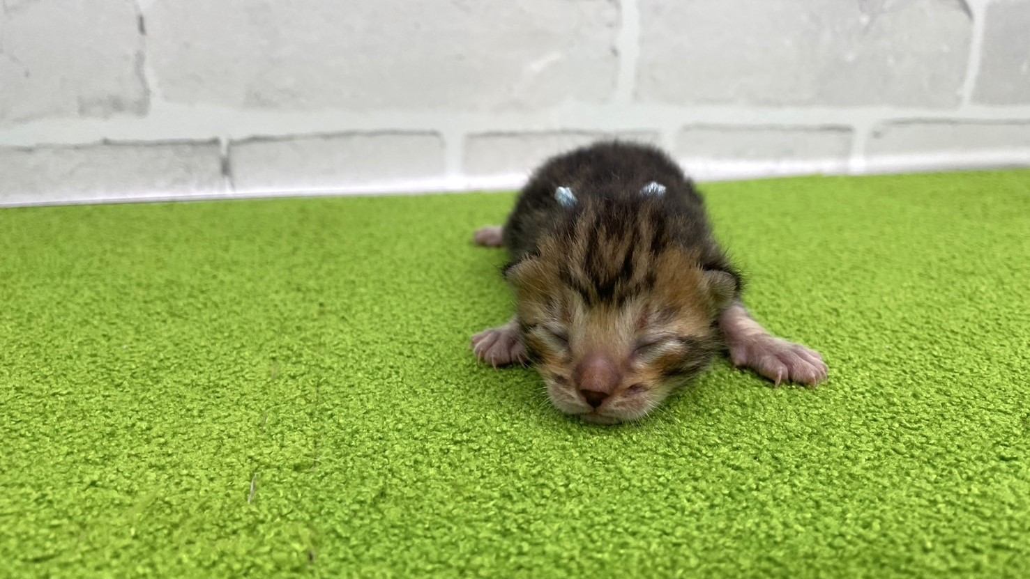 赤ちゃん写真1-1