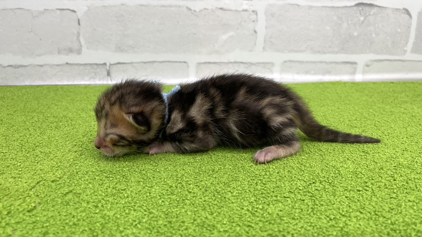 赤ちゃん写真1-2