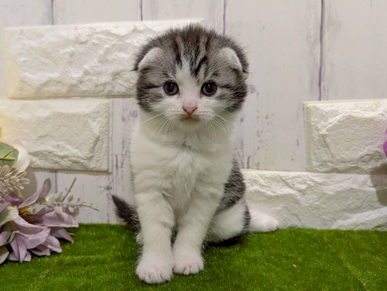 スコティッシュフォールド