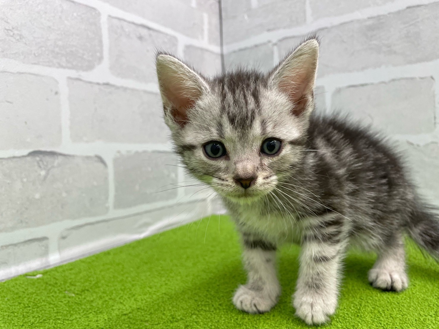 アメリカンショートヘアー