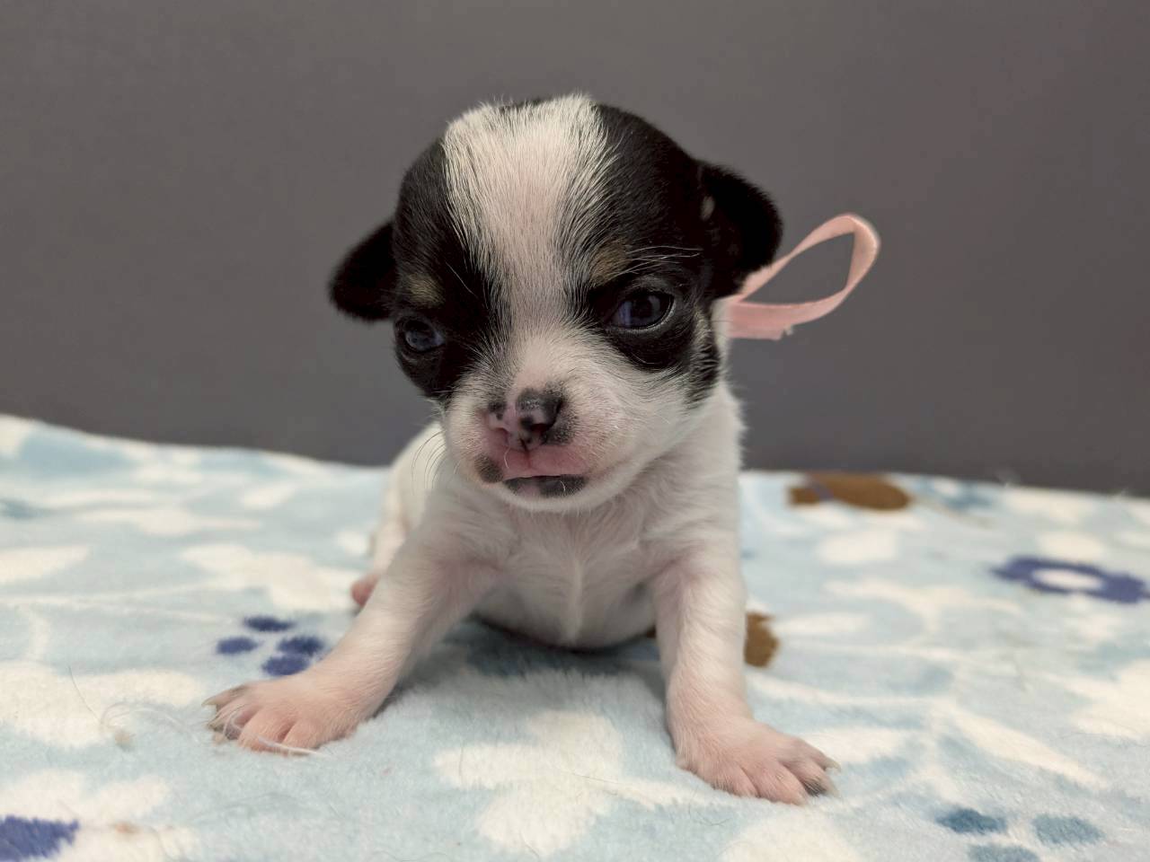 チワワ（スムースコート）