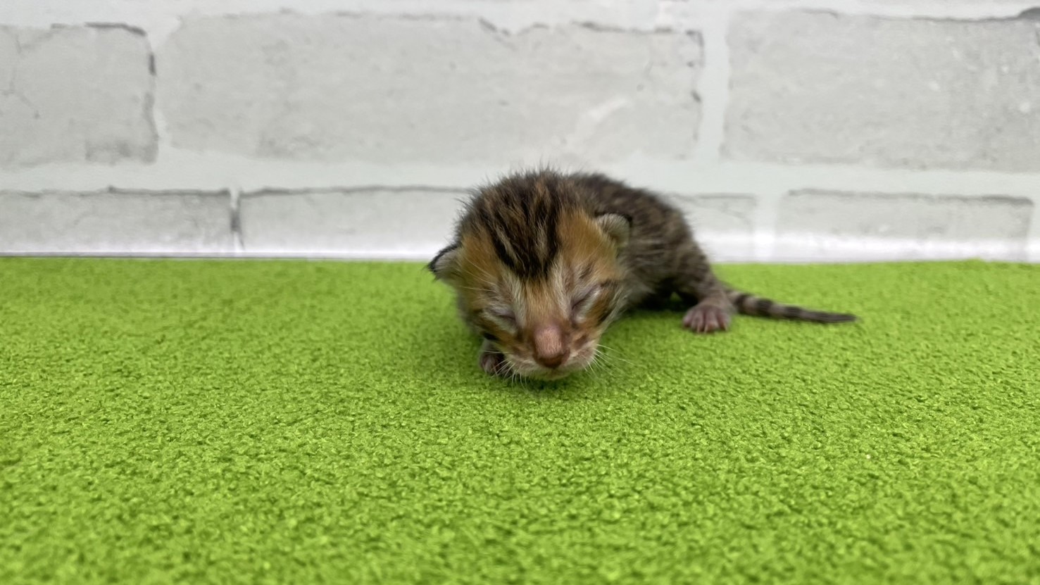 赤ちゃん写真1-1