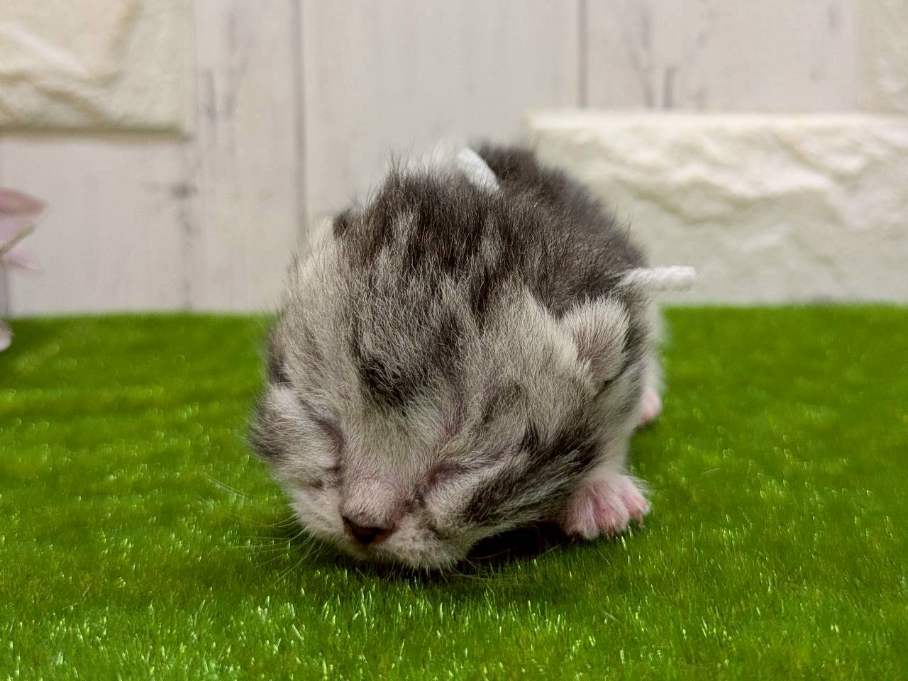赤ちゃん写真1-1