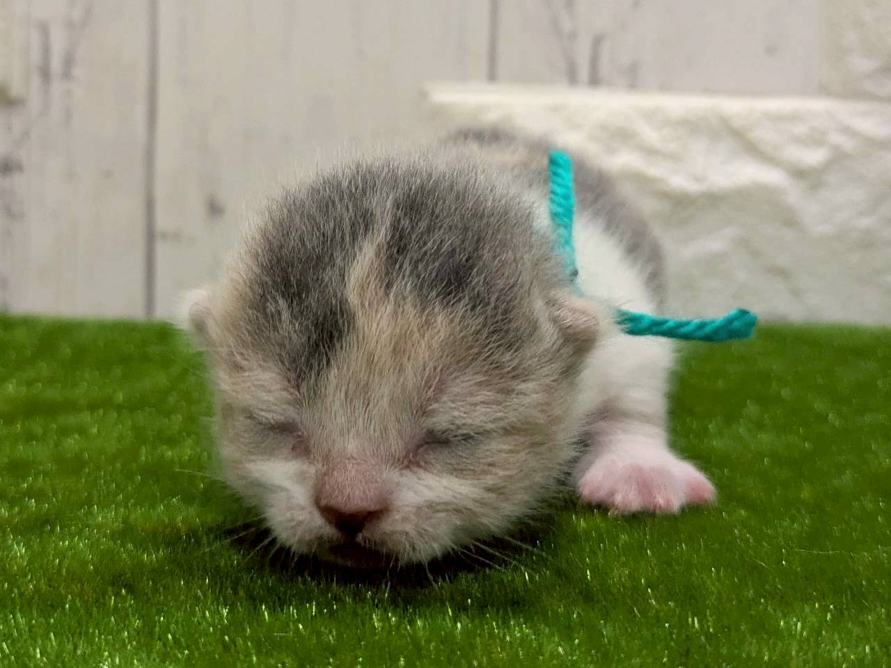 スコティッシュフォールド