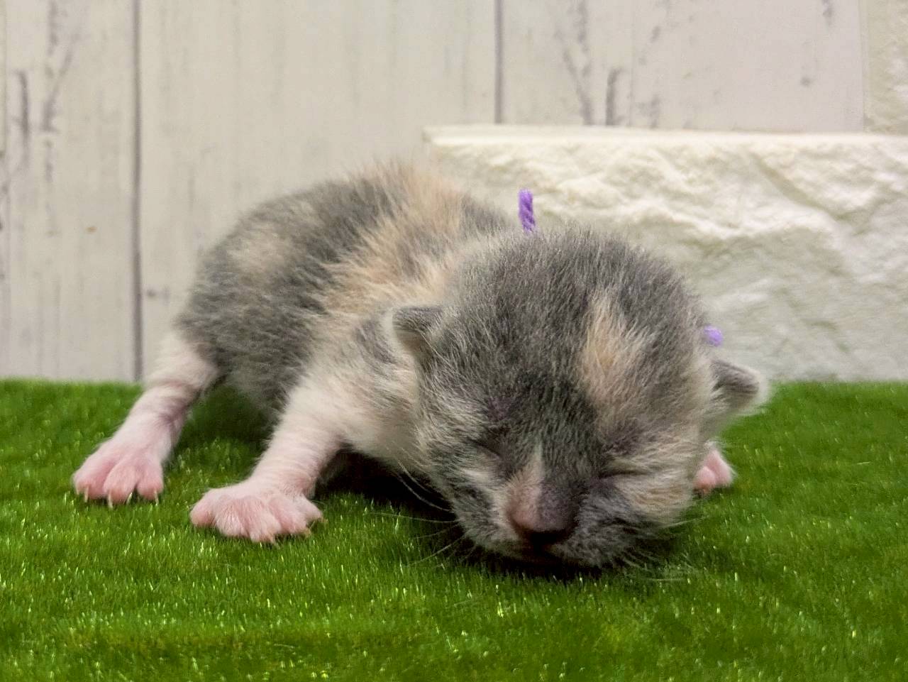 赤ちゃん写真1-1