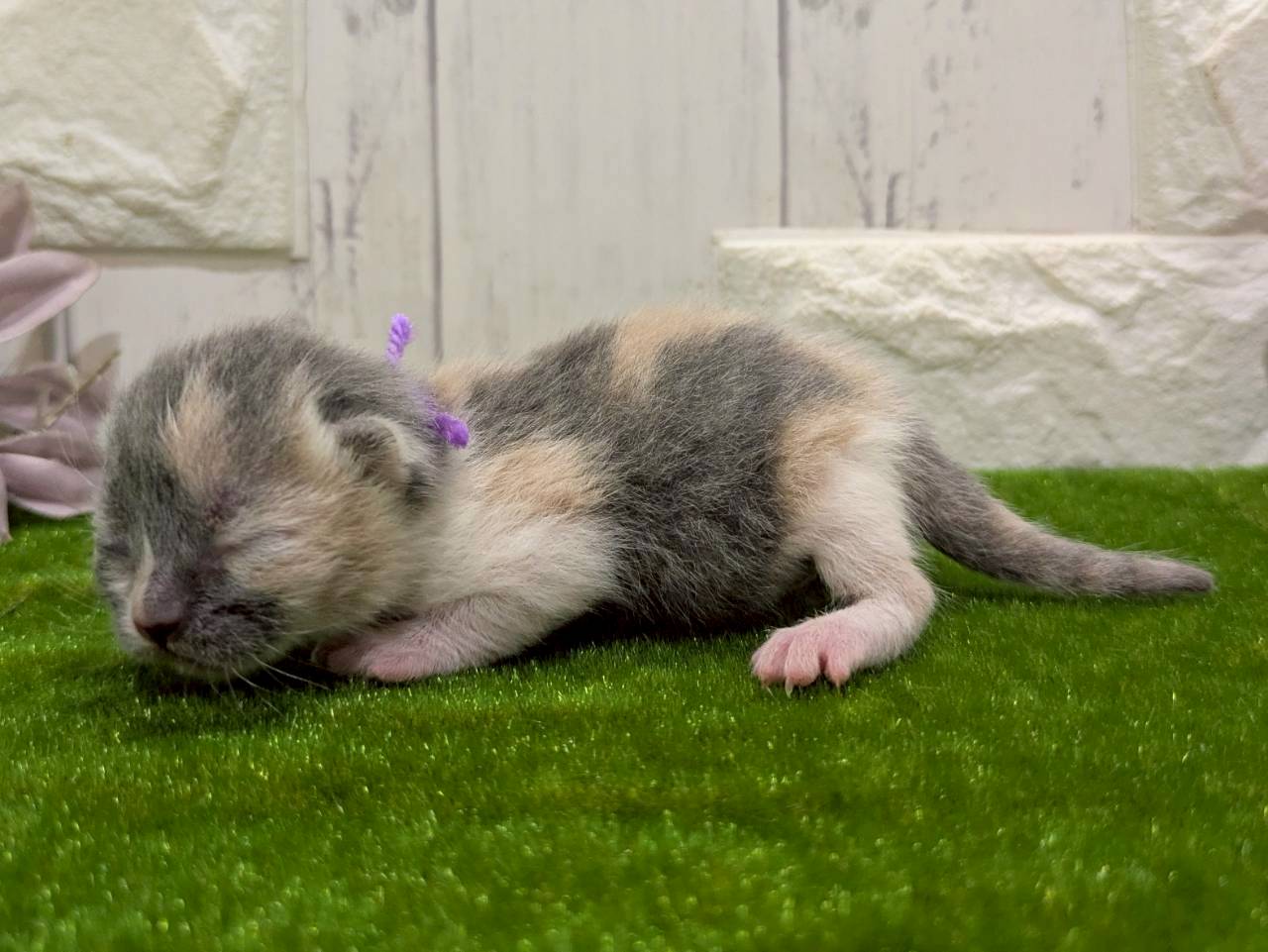 赤ちゃん写真1-2