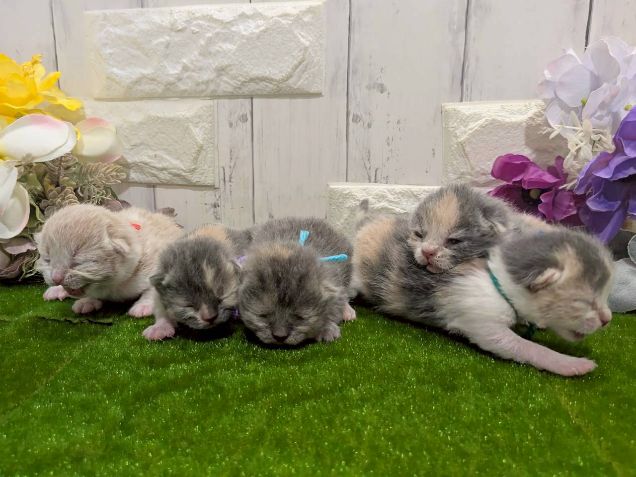 赤ちゃん写真1-3