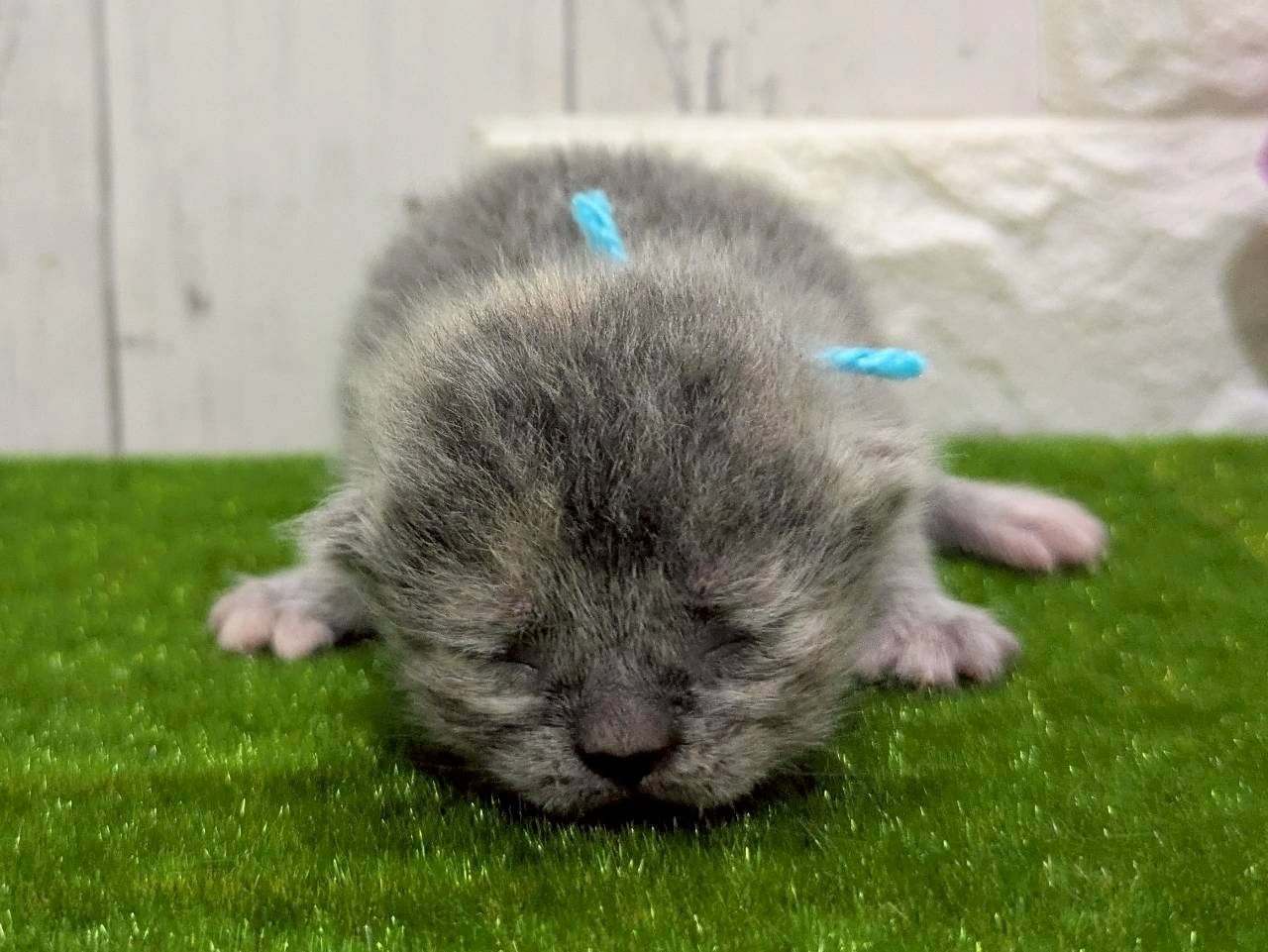 スコティッシュフォールド