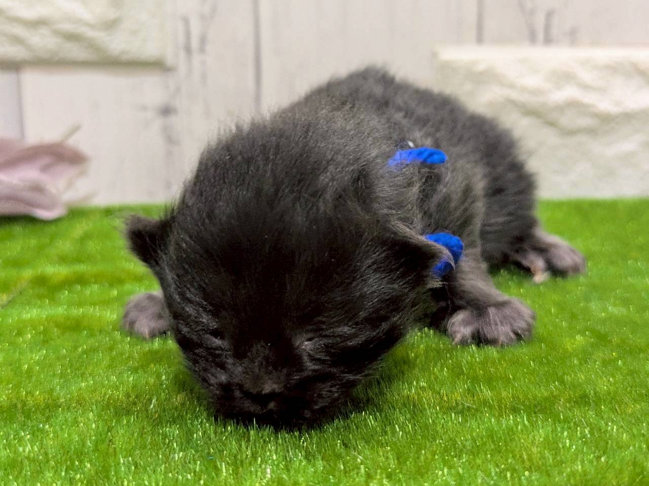赤ちゃん写真1-1