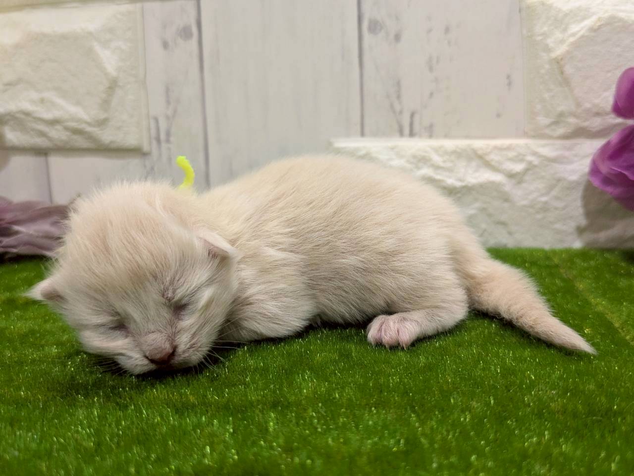 赤ちゃん写真1-2