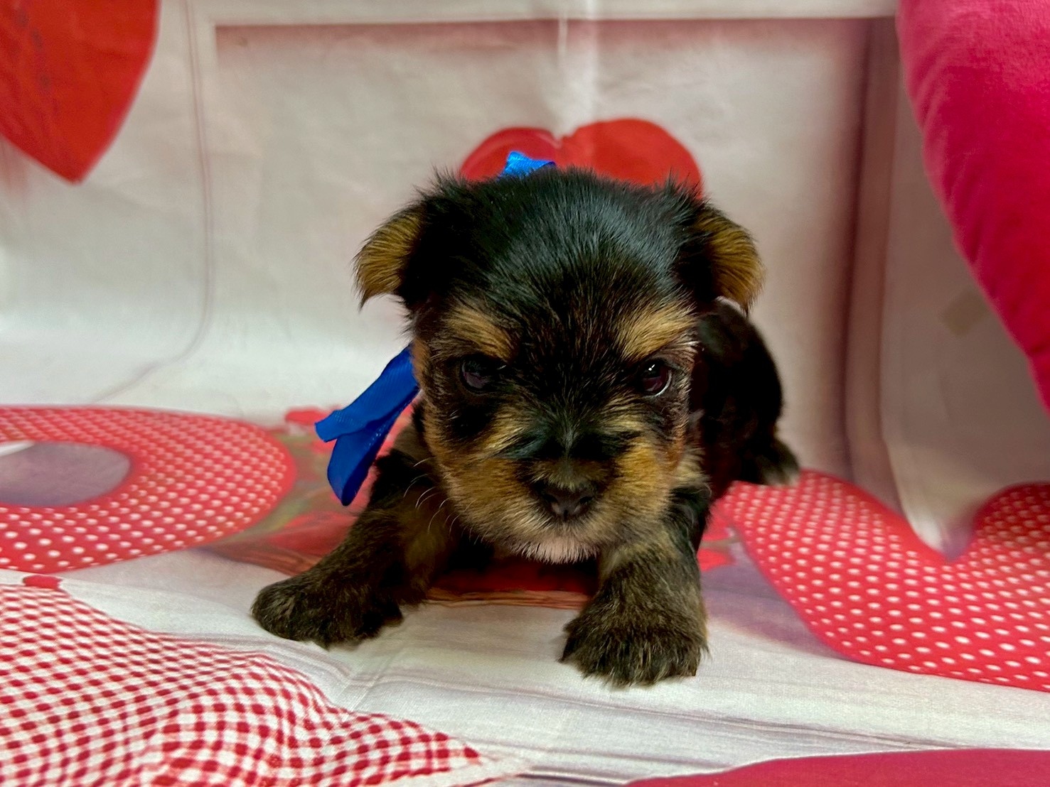 赤ちゃん写真1-1