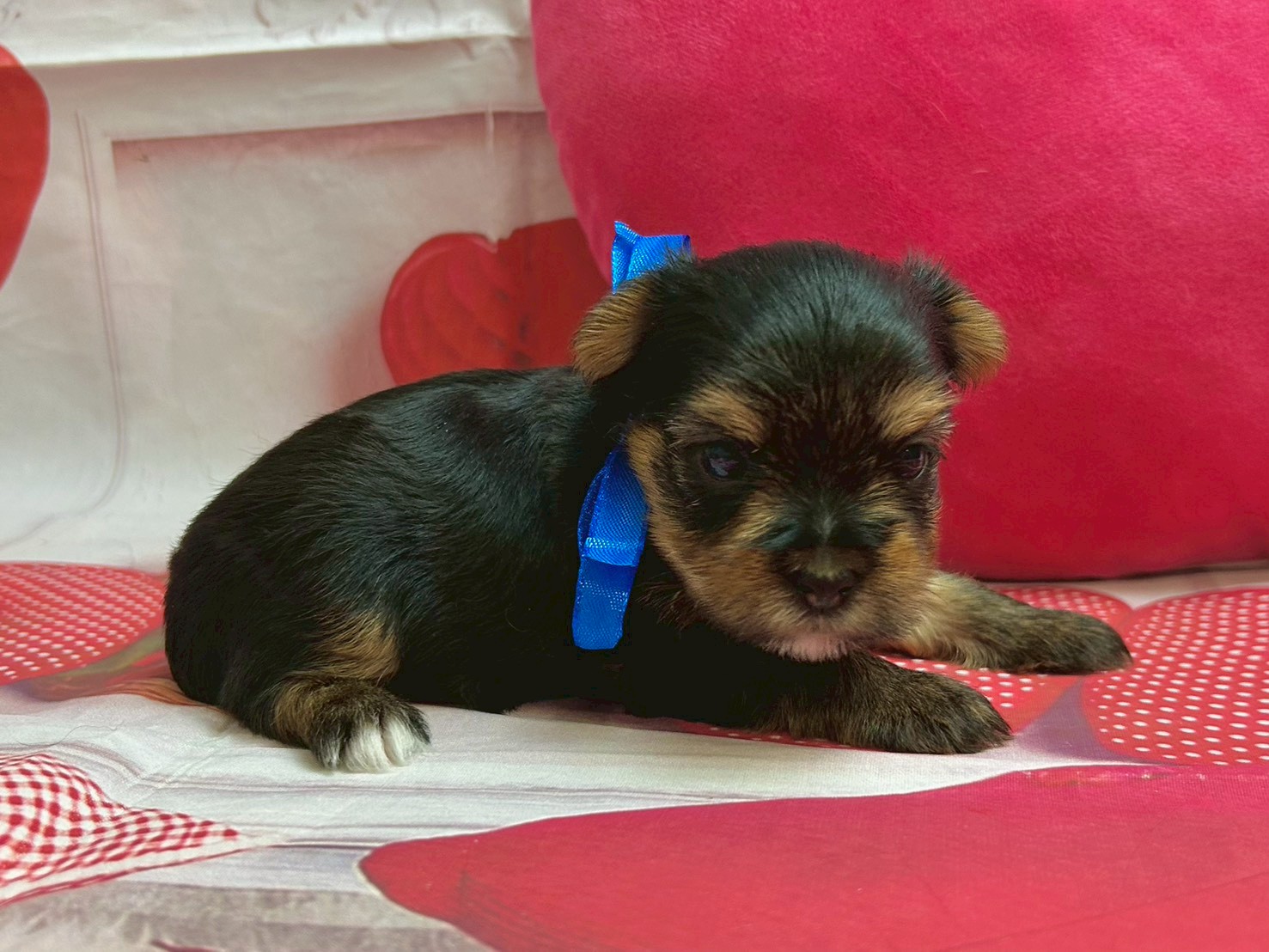 赤ちゃん写真1-2