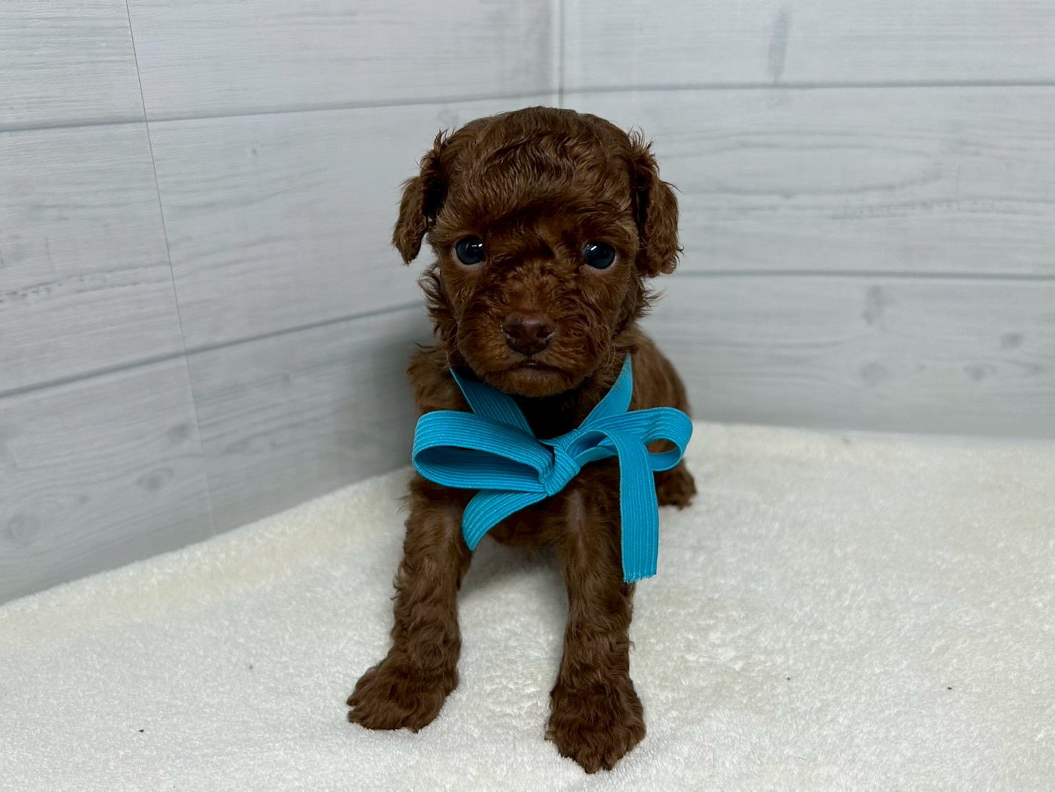 トイ・プードル