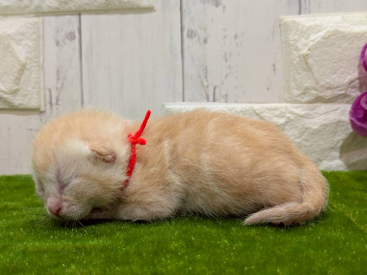 赤ちゃん写真1-2