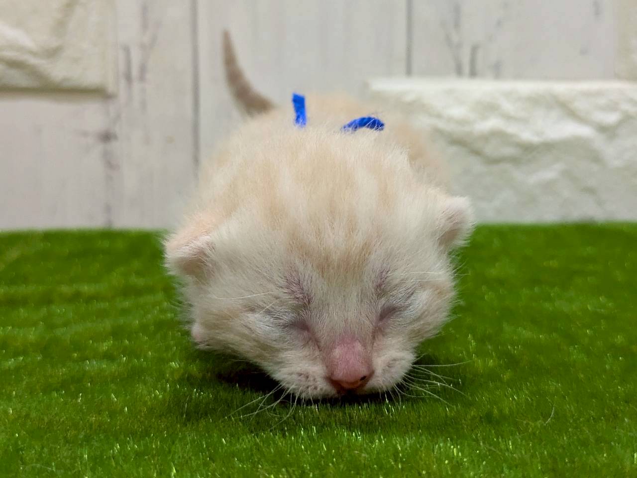 赤ちゃん写真1-1