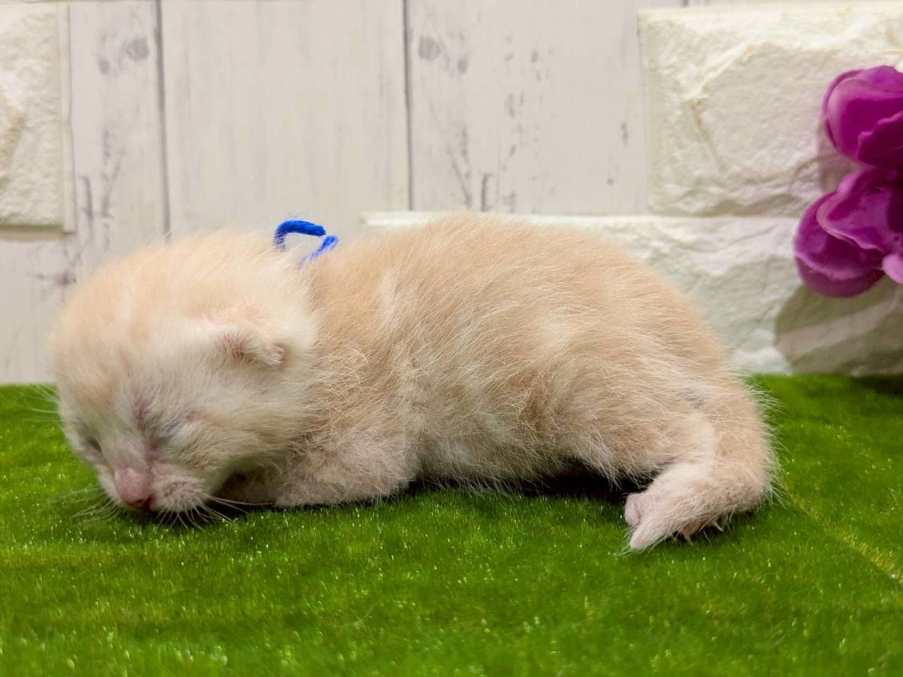 赤ちゃん写真1-2